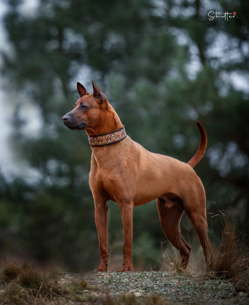May include: A medium-sized, short-haired dog with a reddish-brown coat standing in profile. The dog wears a wide, black collar featuring a colorful, intricate geometric pattern of small red, yellow, and blue shapes. The dog has pointed ears.