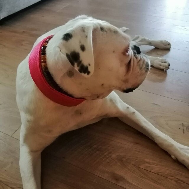HDKUW Halstuch-Halsband Für Kleine Hunde – Obst-Design, Verstellbar 25,4–38,1 Cm