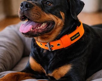 Może przedstawiać: Pies rasy Rottweiler z czarnym i brązowym futrem w pomarańczowej obroży z napisem "devil collar". Pies leży na szarym legowisku dla psa.