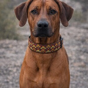 May include: A brown dog with short fur wearing a wide collar featuring a repeating geometric pattern in shades of yellow, orange, red, and blue. The collar has a dark brown trim and a black plastic buckle closure visible on the side of the neck.