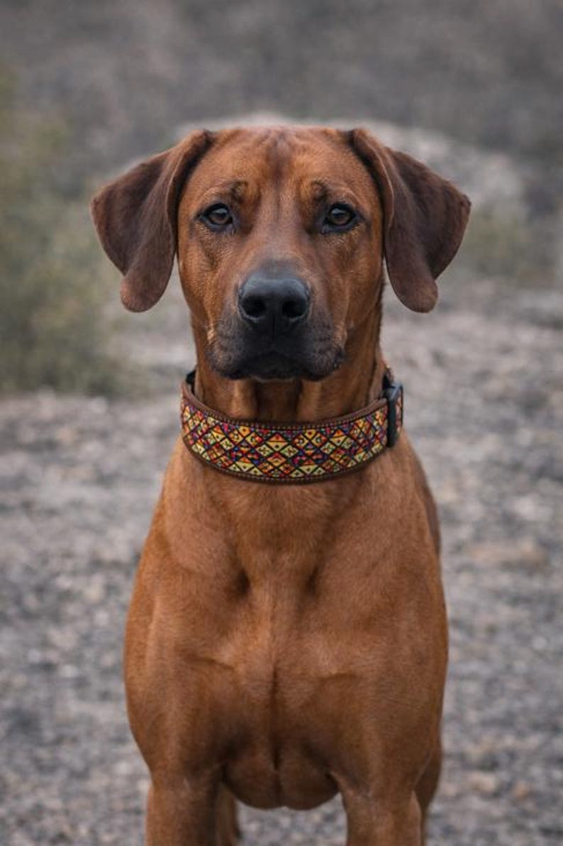 May include: A brown dog with short fur wearing a wide collar featuring a repeating geometric pattern in shades of yellow, orange, red, and blue. The collar has a dark brown trim and a black plastic buckle closure visible on the side of the neck.