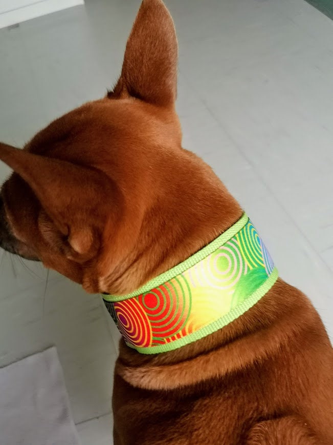 🐕 Collar Martingala Extra Ancho 5cm | Acolchado Suave Ajustable | Perros M, L, XL | Hecho En Alemania