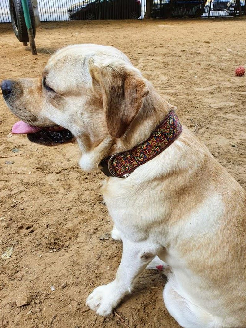 May include: A yellow Labrador Retriever wearing a dog collar featuring a dark brown base with a repeating geometric pattern in red, yellow, blue, and green. The collar includes a metal D-ring and buckle hardware, positioned around the dog's neck.