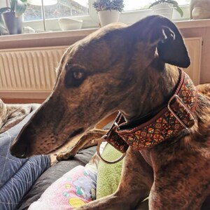 May include: A brindle greyhound wearing a wide, patterned collar featuring a geometric design in shades of orange, yellow, and dark brown. The collar includes a metal D-ring and a rectangular adjustment buckle, resting against the dog's neck.