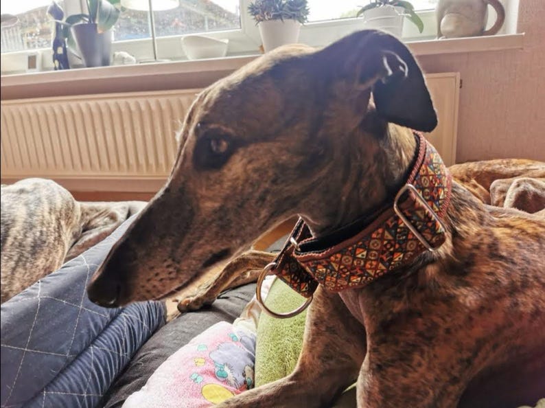 May include: A brindle greyhound wearing a wide, patterned collar featuring a geometric design in shades of orange, yellow, and dark brown. The collar includes a metal D-ring and a rectangular adjustment buckle, resting against the dog's neck.
