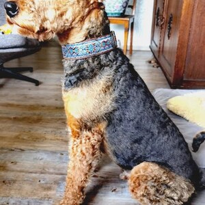 Pu&ograve; includere: Cane Airedale Terrier con pelo marrone e nero, indossa un collare decorativo con dettagli blu e rossi. Il cane &egrave; seduto su un pavimento in legno, con uno sfondo neutro.