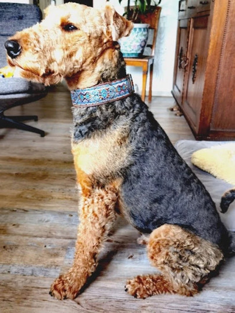 Pu&ograve; includere: Cane Airedale Terrier con pelo marrone e nero, indossa un collare decorativo con dettagli blu e rossi. Il cane &egrave; seduto su un pavimento in legno, con uno sfondo neutro.
