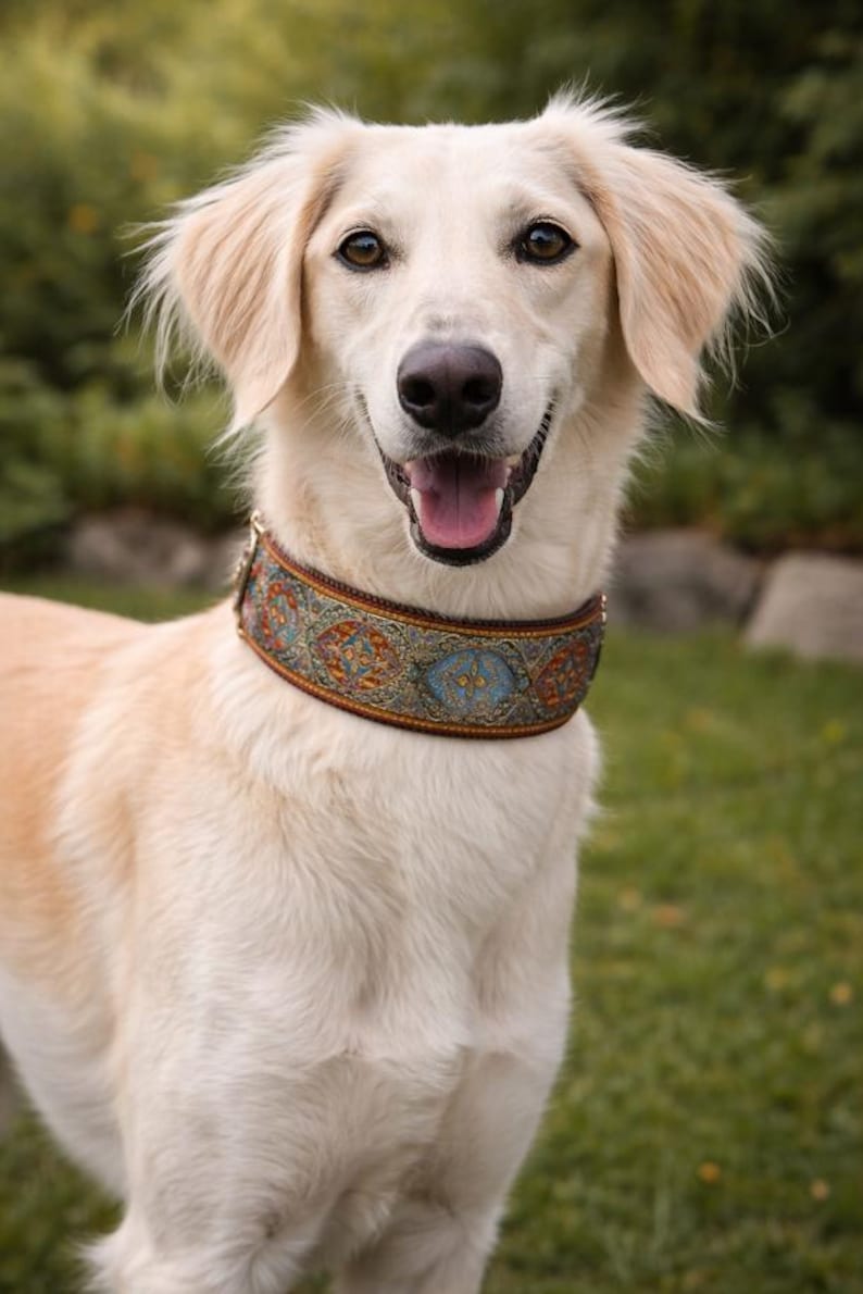Pu&ograve; includere: Un cane sorridente color crema con occhi marrone chiaro e orecchie flosce. Il cane indossa un collare decorativo con un motivo ornato e colorato. Lo sfondo &egrave; un fogliame verde sfocato e erba.
