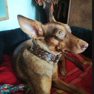 May include: A brown dog with large, upright ears wearing a wide collar featuring a colorful, repeating geometric pattern of triangles and diamonds in shades of red, blue, green, and yellow, resting in a black bed with a red patterned blanket.