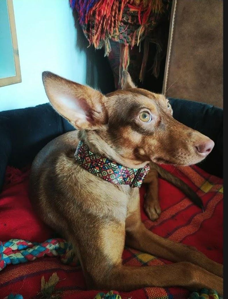May include: A brown dog with large, upright ears wearing a wide collar featuring a colorful, repeating geometric pattern of triangles and diamonds in shades of red, blue, green, and yellow, resting in a black bed with a red patterned blanket.