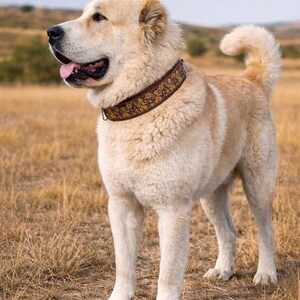 May include: A large, cream-colored dog with a thick coat standing in a field. The dog wears a wide, brown collar featuring a repeating geometric pattern in shades of orange, yellow, and blue. The dog is facing left with its mouth slightly open.