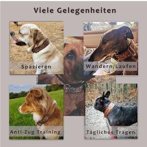 Hundehalsband Zugstopp mit Polsterung 5cm breit