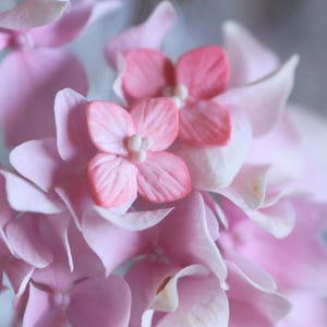 Puede incluir: Primer plano de flores de hortensia rosas. La imagen destaca los delicados pétalos, con un degradado de rosa claro a un color rosa más intenso. El centro de la flor presenta pequeñas estructuras blancas en forma de cuentas.