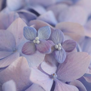 May include: Close-up of a cluster of hydrangea flowers in shades of lavender, purple, and blue. The delicate petals have a soft, velvety texture. The tiny, detailed flowers have a cluster of white dots in the center.