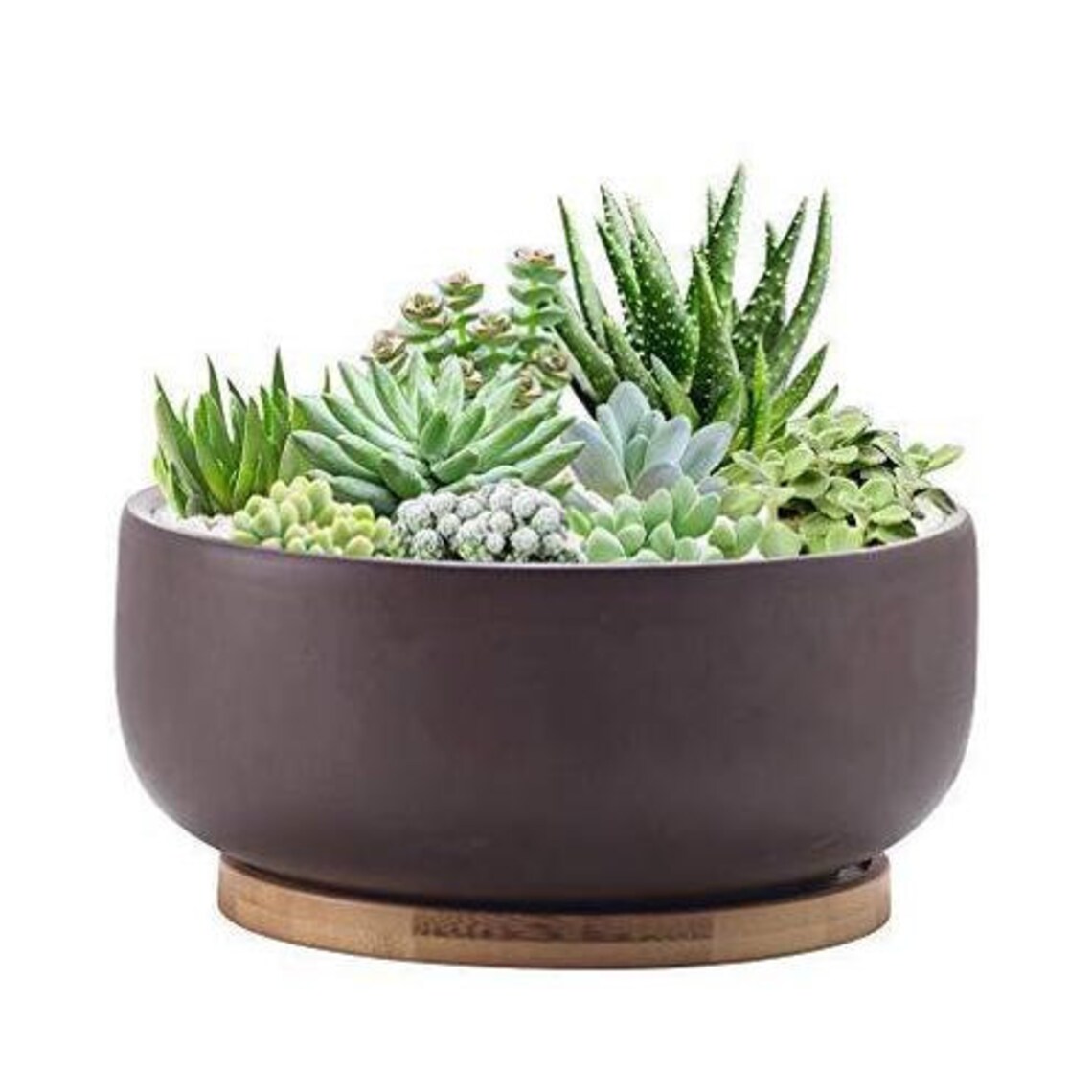 Terracotta Shallow Succulent Planter 8 Inch Planter Pot with Etsy
