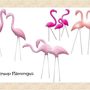 May include: A group of pink plastic flamingos with long, thin legs. The flamingos are arranged in different poses, some standing tall and others with their necks bent. The flamingos are a popular lawn decoration.