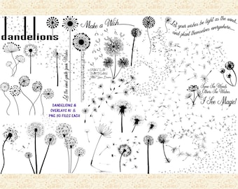 Dandelion Overlays AI Vector & PNG  (Not SVG) Flying Dandelions, Dandelion Overlay Clip Art, Dandelion Word Art, Make a Wish Dandelion