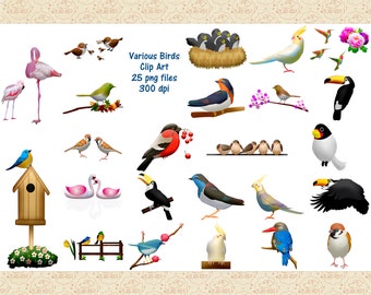 Birds Clip Art, Tropical Bird PNG, Birdhouse Graphics, Watercolor Bird Digital Download, 300 DPI