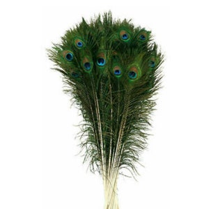 Tall Peacock Feather 50-60cm  | UK | Craft | Wedding| Bridal | Floral Arranging | Home | Display