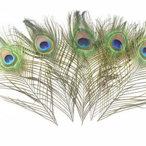 1 x Real Peacock Feather 25-30cm | 10-12&quot;| UK | Letterbox friendly | Gift | Craft | Wedding| Bridal | Floral Arranging | Home | Feathers
