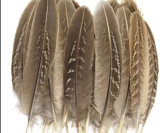 1 x Natural Ringneck Pheasant Feather| 10-15cm | 4-6 “ | UK | Cake Topper | Countryside | Craft | Jewellery  | Hat | Floral Arranging | Home