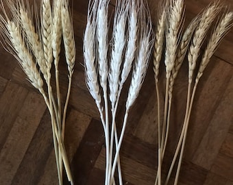 Dried Bearded Wheat (20-23cm) | Natural  | Cream | White | Craft |  Build Your Own Bloom Box | UK | Bespoke | Home Decor | Wedding | Party |
