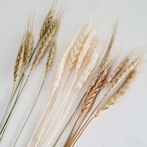 Dried Bearded Wheat (30cm) | Natural  | Cream | White |  Green | Build Your Own Bloom Box | UK | Bespoke | Home Decor | Wedding | Party |