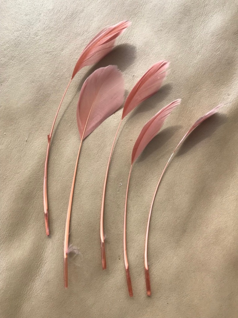 May include: Six pink feathers with white tips, arranged in a fan shape on a light brown surface.