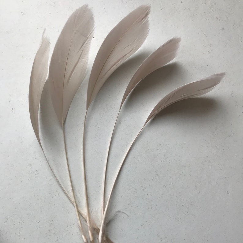 May include: Five white feathers with a soft, feathery texture. The feathers are arranged in a fan shape, with the tips of the feathers pointing upwards.