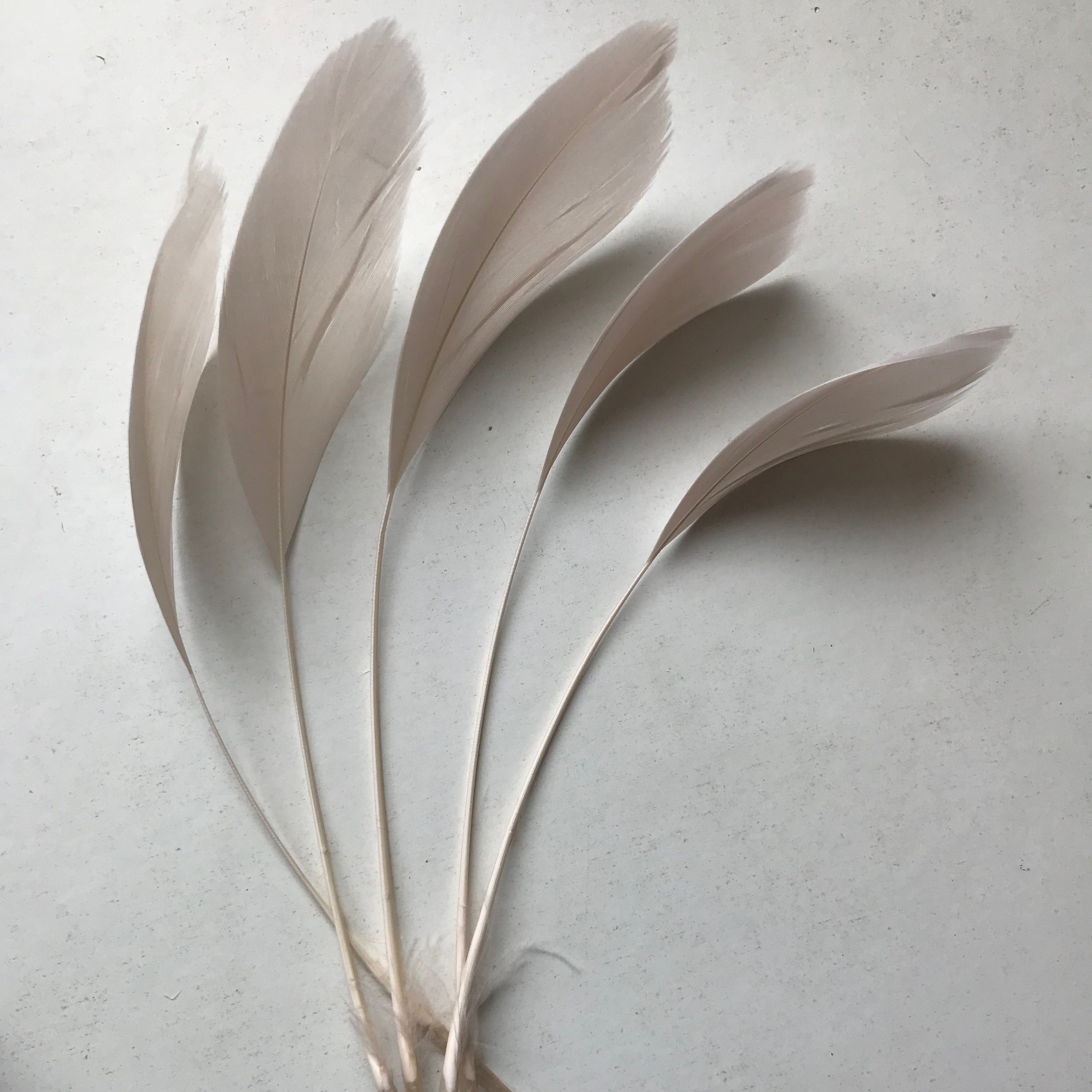 Piume Colorate Naturali GreatRise 15-17 Cm - 100 Pezzi Per Fai Da Te, Costumi E Decorazioni - Foto 2