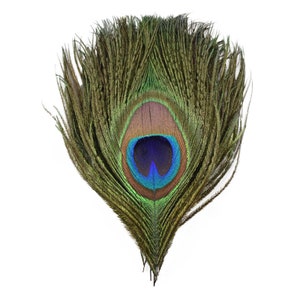 Peacock Feather (eye) |  10-15cm  (4-6 inch) | UK | Craft | Wedding| Bridal | Floral Arranging | Home | Display | Jewellery | Dreamcatchers