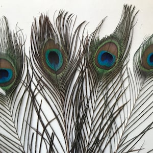 20 Pcs off White 30-35inch Peacock Feather Peacock Feathers for Crafts Hat  Decor 