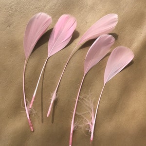 May include: Five pink feathers with white tips arranged on a brown surface.