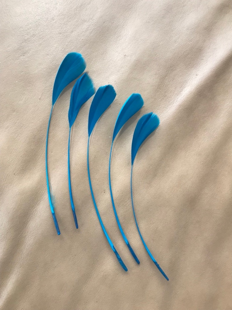 May include: Five long, thin, blue feathers arranged in a curved line on a light brown surface.
