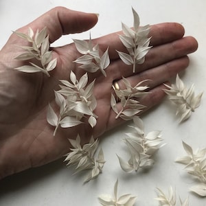 12 mini steli di rusco bianco / Veri / 3-5 cm / Bianchi / Fiori secchi per torte / Decorazioni per cupcake / Artigianato / Confezione regalo / Artigianato artistico / Regno Unito