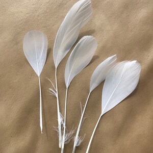 May include: Five white feathers with a brown background. The feathers are arranged in a fan shape.
