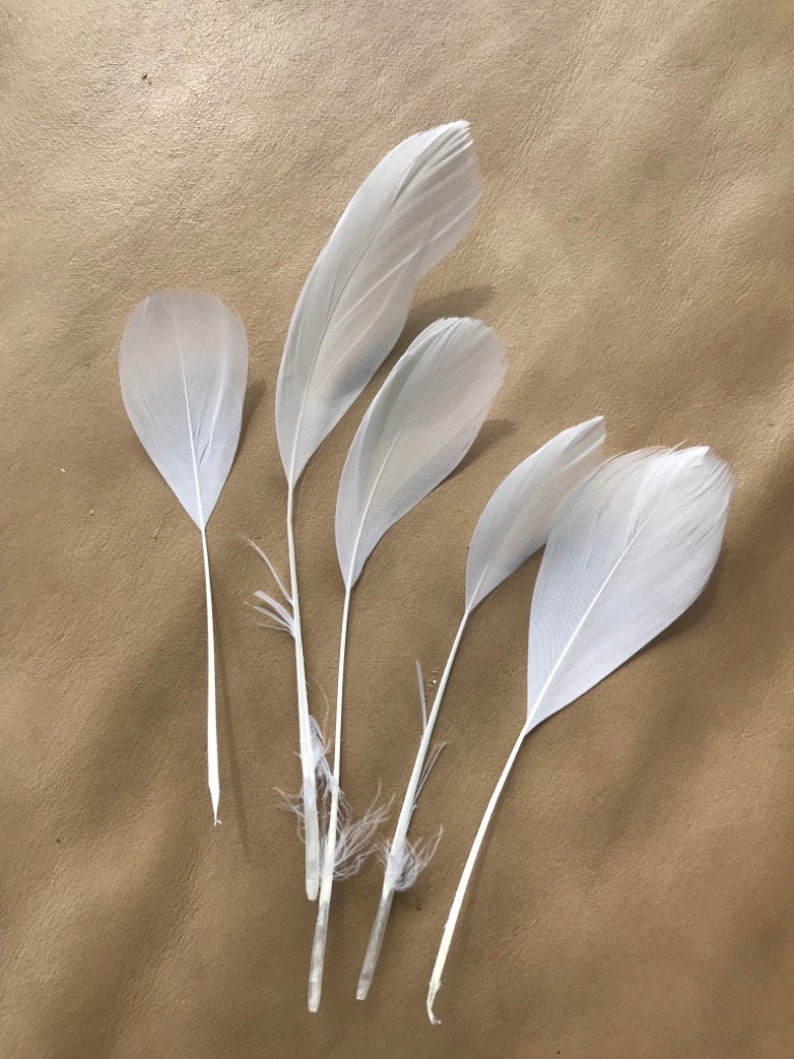 May include: Five white feathers with a brown background. The feathers are arranged in a fan shape.