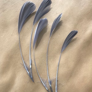 May include: Five gray feathers with white quills arranged on a beige surface.