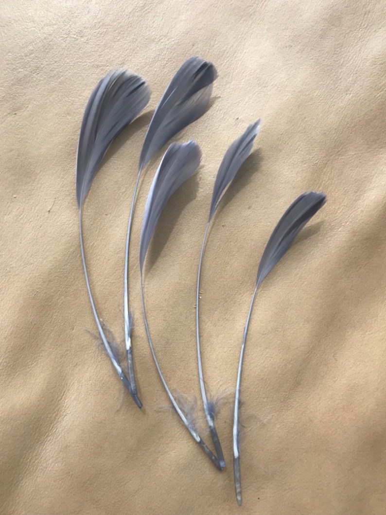 May include: Five gray feathers with white quills arranged on a beige surface.