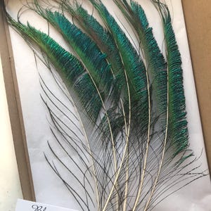 1 x Real Peacock Tail Feather 25-35cm | 10-14&quot;| UK | Letterbox friendly | Gift | Craft | Wedding| Bridal | Floral Arranging | Home | Display