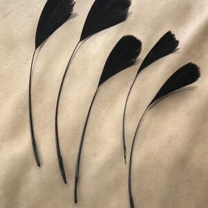 May include: Five black feathers with long, thin stems. The feathers are arranged in a fan shape on a light brown surface.