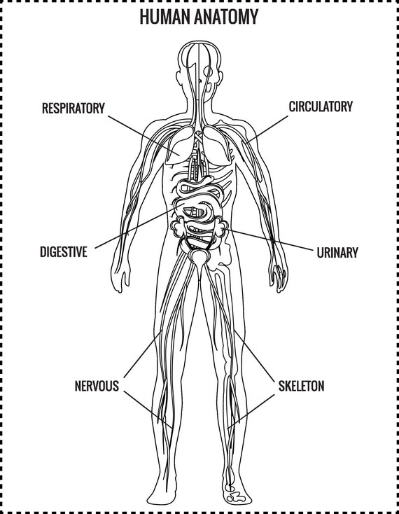 Anatomy Muscles Coloring Pages