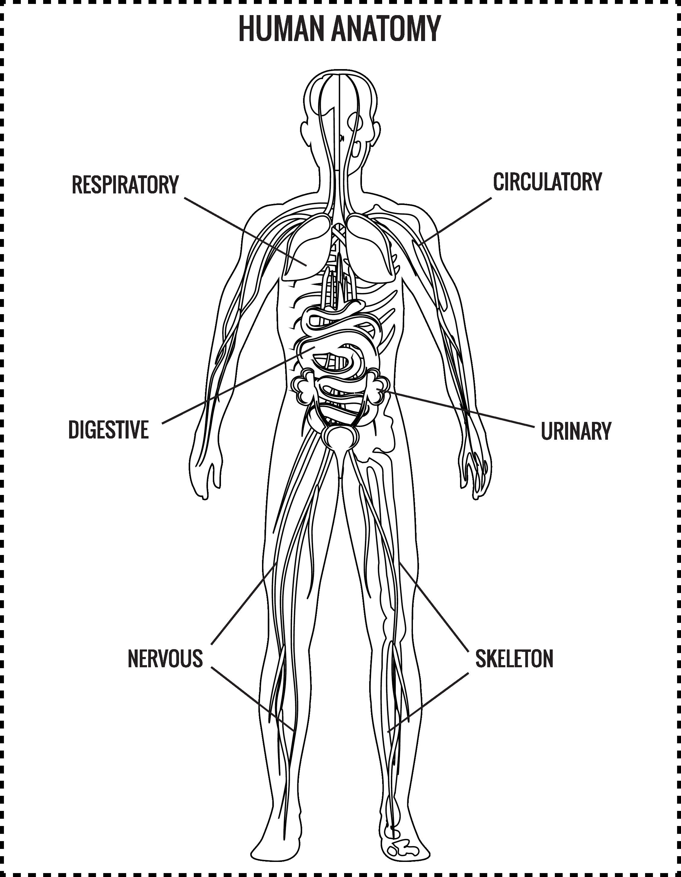 Human Body Systems Coloring Pages