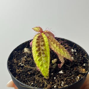 Triolena Pustulata