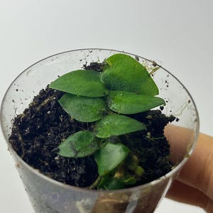 Rhaphidophora Korthalsii