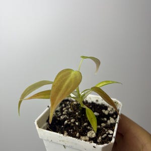 Philodendron splendid