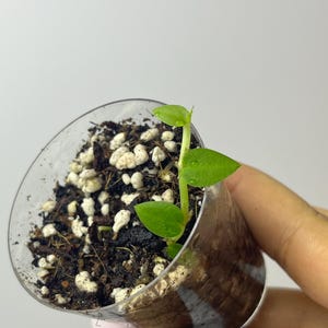 Rhaphidophora Korthalsii