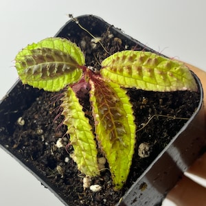 Triolena Pustulata