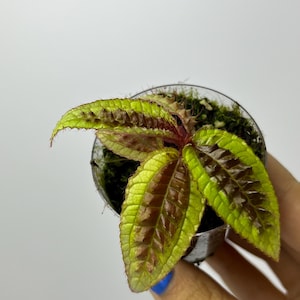 Triolena Pustulata