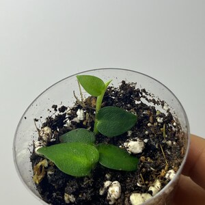Rhaphidophora Korthalsii